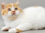 Ursula - Scottish Straight Kitten For Sale - Hollywood&comma; FL&comma; US