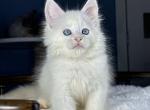 Selene Avory - Maine Coon Kitten For Sale - Hollywood&comma; FL&comma; US