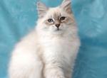Zara - Siberian Kitten For Sale - Pembroke Pines&comma; FL&comma; US