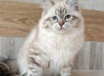 Zlata - Siberian Kitten For Sale - Pembroke Pines&comma; FL&comma; US