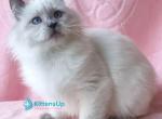 Xylia - Siberian Kitten For Sale - Pembroke Pines&comma; FL&comma; US