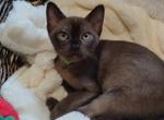 Everest Storm - Burmese Kitten For Sale - Pembroke Pines&comma; FL&comma; US
