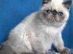 Fester - Exotic Kitten For Sale - Pembroke Pines&comma; FL&comma; US