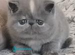 Sakura - Exotic Kitten For Sale - Pembroke Pines&comma; FL&comma; US