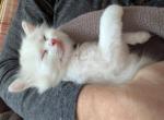 Ragdoll kittens 8 weeks old - Ragdoll Kitten For Sale - 