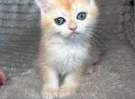 British shorthair kitten - British Shorthair Kitten For Sale - Hallandale&comma; FL&comma; US
