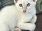 Kitty - Balinese Kitten For Sale - Joliet&comma; IL&comma; US