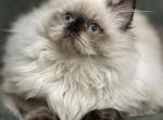 Kitty - Himalayan Kitten For Sale - Rockford&comma; IL&comma; US