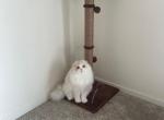 Luka - Scottish Fold Cat For Sale - Clinton Township&comma; MI&comma; US