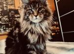 Grace - Maine Coon Cat For Sale - Lake Arrowhead&comma; CA&comma; US