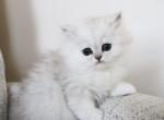 Benson - Persian Kitten For Sale - Boiling Springs&comma; PA&comma; US