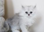Bartleby - Persian Kitten For Sale - Boiling Springs&comma; PA&comma; US