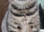 Persian Benagls - Bengal Kitten For Sale - Newton Falls&comma; OH&comma; US