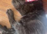 Fluff Balls - American Longhair Kitten For Sale - Forney&comma; TX&comma; US
