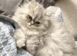 Persian Munchkin Kitten Snowy - Persian Kitten For Sale - Tampa&comma; FL&comma; US