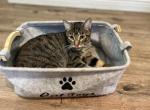 Ash - Domestic Cat For Adoption - Waterford&comma; NY&comma; US