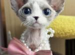 Seal bicolor girl - Devon Rex Kitten For Sale - Fontana&comma; CA&comma; US