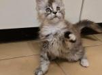Jag - Maine Coon Kitten For Sale - Nashville&comma; TN&comma; US