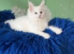 Queto - Maine Coon Kitten For Sale - Pembroke Pines&comma; FL&comma; US