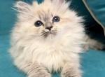 Xloe - Siberian Kitten For Sale - Pembroke Pines&comma; FL&comma; US