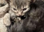 Princess1 - Maine Coon Kitten For Sale - 