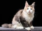 Zelie - Maine Coon Kitten For Sale - Hollywood&comma; FL&comma; US
