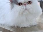 Jimmy - Persian Cat For Sale/Retired Breeding - 