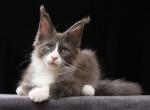 Yanis - Maine Coon Kitten For Sale - Miami&comma; FL&comma; US