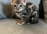 Jewels kittens - Bengal Kitten For Sale - Seattle&comma; WA&comma; US