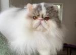 Timmy - Persian Cat For Sale/Retired Breeding - 