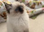 Mimi - Ragdoll Kitten For Sale - Orlando&comma; FL&comma; US