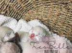 Beach babies - Balinese Kitten For Sale
