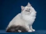 Paula - Siberian Kitten For Sale - Jewett&comma; NY&comma; US