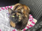 Coco - Domestic Cat For Adoption - Oceanside&comma; CA&comma; US
