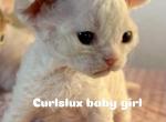K - Devon Rex Kitten For Sale - Philadelphia&comma; PA&comma; US
