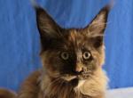 Lilika Tortie - Maine Coon Kitten For Sale - Longmont&comma; CO&comma; US