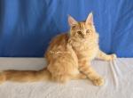 Lanh Red - Maine Coon Kitten For Sale - Longmont&comma; CO&comma; US