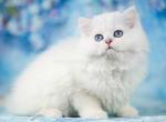 Teddy silver shaded point longhair british - Persian Kitten For Sale - Houston&comma; TX&comma; US