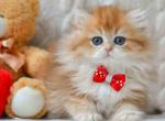 Sergi golden shaded longhair british - Persian Kitten For Sale - Houston&comma; TX&comma; US