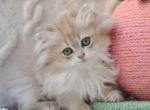 Steve blue golden shaded longhair british - Persian Kitten For Sale - Houston&comma; TX&comma; US