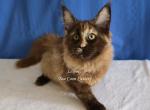Lexine Tortie - Maine Coon Kitten For Sale - Longmont&comma; CO&comma; US