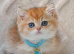 Ronnie golden shaded ny 11 chinchilla baby boy - British Shorthair Kitten For Sale - Houston&comma; TX&comma; US