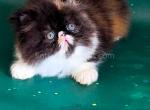 Camilla persian exotic tricolor calico baby girl - Persian Kitten For Sale - Houston&comma; TX&comma; US