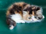 Carolina persian exotic tricolor calico baby girl - Persian Kitten For Sale - Houston&comma; TX&comma; US