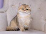 Emily golden shaded ny 11 british shorthair girl - British Shorthair Kitten For Sale - Houston&comma; TX&comma; US