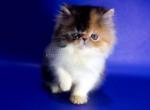 Miya two face tricolor calico girl persian exotic - Persian Kitten For Sale - Houston&comma; TX&comma; US