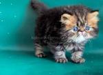 Clyde persian baby boy brown classic tabby - Persian Kitten For Sale - Houston&comma; TX&comma; US