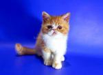 Danya exotic shorthair red bicolor baby boy - Exotic Kitten For Sale - Houston&comma; TX&comma; US