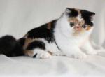 Tamiko exotic shorthair tricolor calico girl - Exotic Kitten For Sale - Houston&comma; TX&comma; US