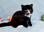 Alars tuxedo exotic shorthair black bicolor boy - Exotic Kitten For Sale - Houston&comma; TX&comma; US